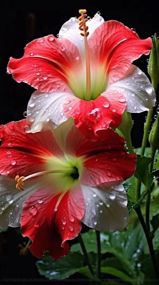 Morning Glory Seeds 20 Pack Mix Colors Ipomoea nil Climbing Flower for Garden, Trellis & Fence