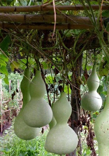 Bottle Gourd Seeds - Pack of 10+ Lagenaria siceraria Asian Calabash Vegetable for Gardening & Crafting