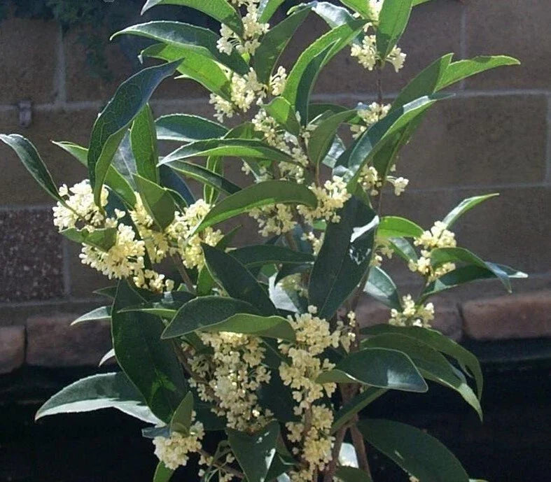 Fragrant Tea Olive Starter Plant - Fudingzhu Osmanthus - Well-Rooted Shrub for Gardens & Landscaping - Evergreen, Fragrant Flowers
