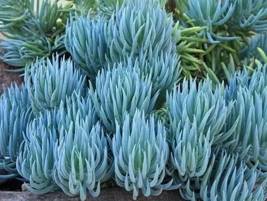 Blue Chalk Sticks Succulent Cutting – Healthy Rare Senecio serpens Live Plant for Indoor & Outdoor Gardens
