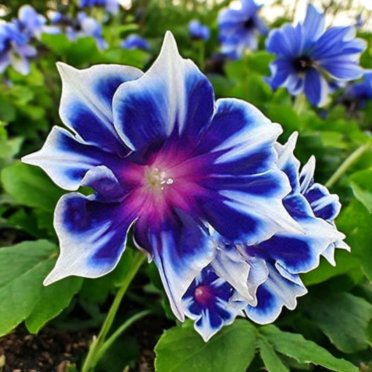 Morning Glory Seeds Pack of 100 | Ipomoea purpurea Climbing Flowers for Garden Trellises & Fences