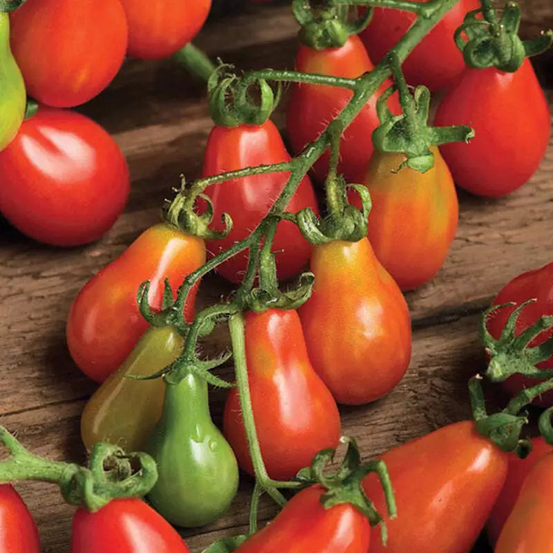 Red Pear Tomato Seeds 100 Ct Heirloom Non-GMO Solanum lycopersicum for Vegetable Garden