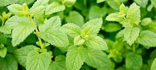 Lemon Balm Seeds Heirloom Melissa officinalis Citrus Aroma Natural Mosquito Repellent 100-5000 Seeds
