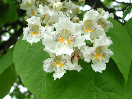 Northern Catalpa Tree Seeds - 50+ Premium Catalpa speciosa Seeds for Landscaping, Garden, and Urban Shade
