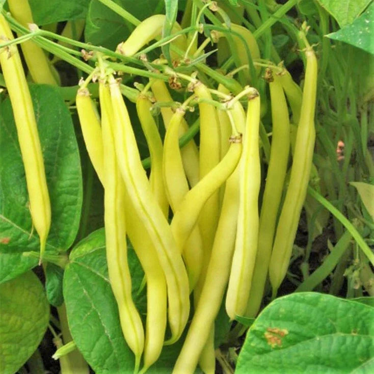 Kentucky Wonder Yellow Wax Bean Seeds | Pole Beans | Non-GMO Butter Golden Pods | Phaseolus vulgaris | 50 Seeds