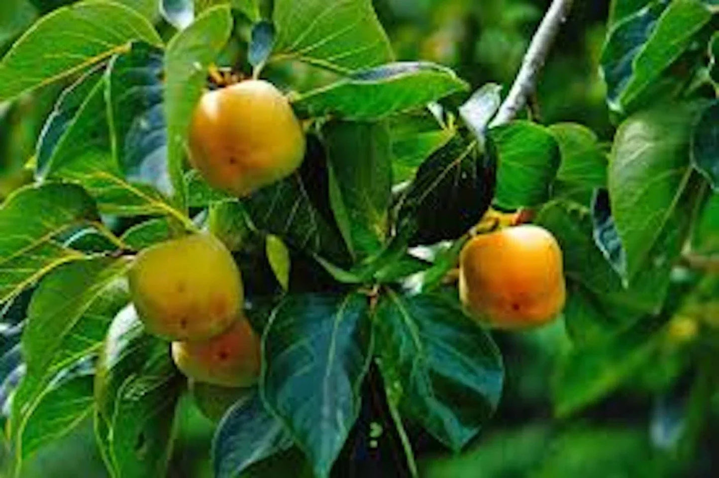 Persimmon Tree Bare Root Seedling 12-24 Inches American Native Diospyros Virginiana Fruit Tree