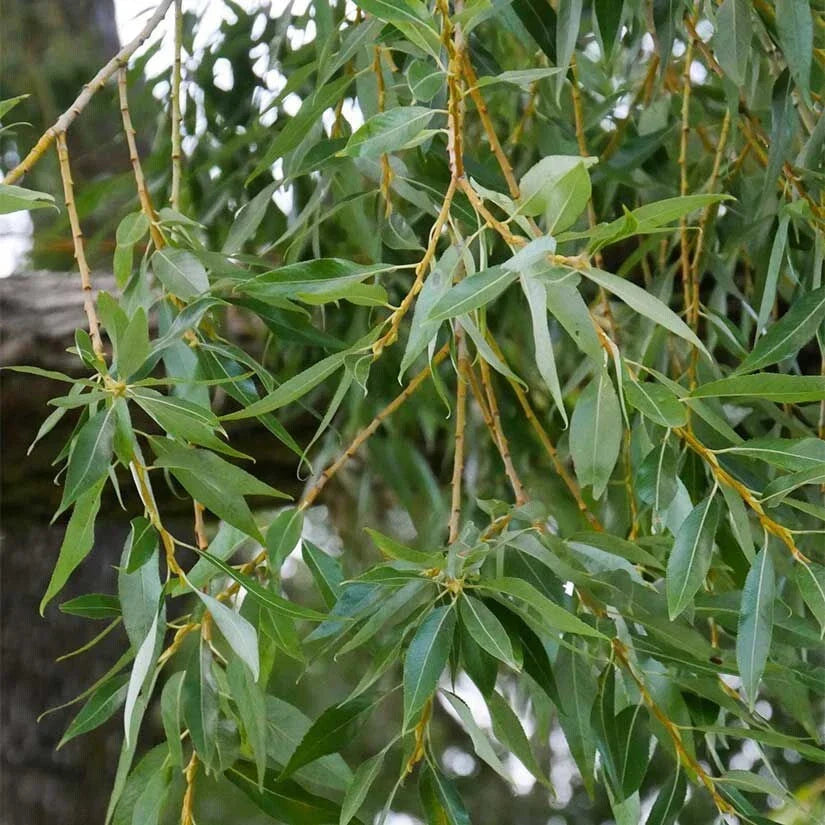 Weeping Willow Cuttings, 9 Organic Cuttings, Salix Babylonica, Austree Tree for Bonsai and Landscaping