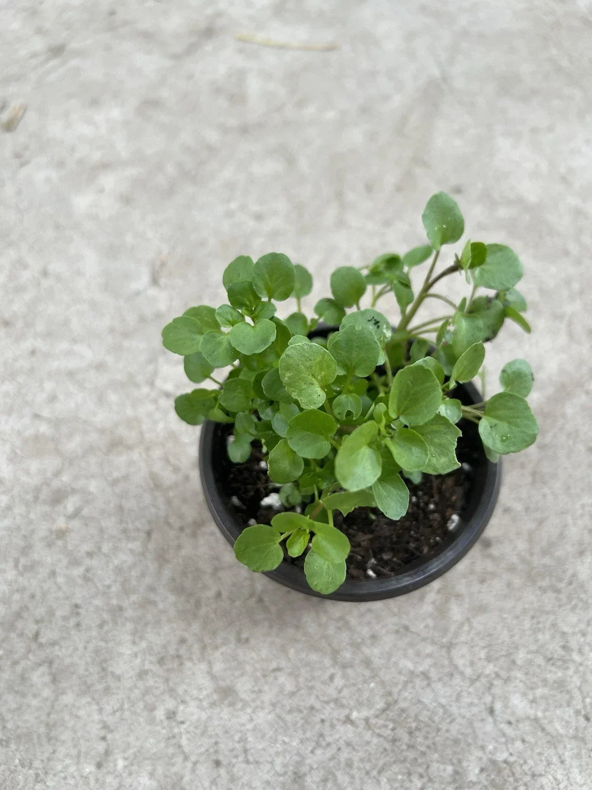 Watercress Live Plant in Pot | Edible Vegetable | Organic Nasturtium officinale | Fresh, Ready to Plant for Salads & Cooking