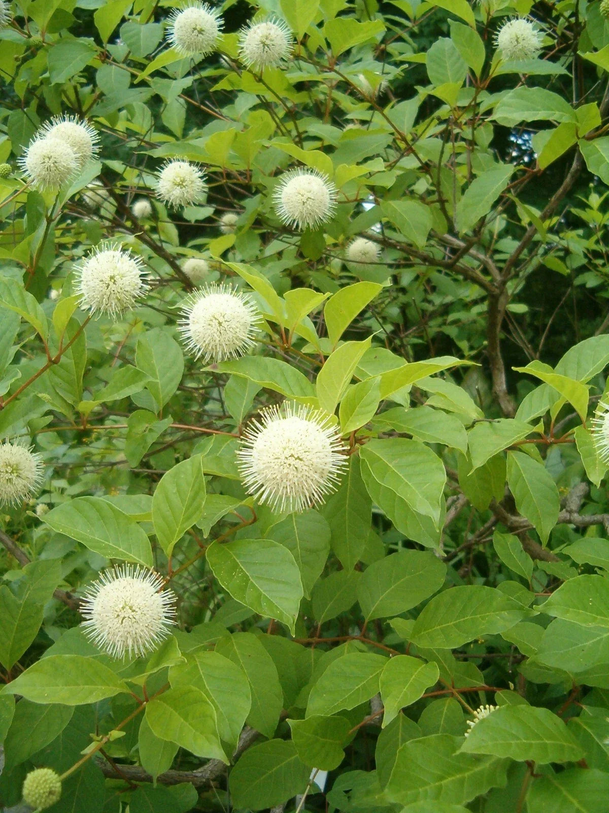 Buttonbush Seeds - Cephalanthus occidentalis - Native Wetland Shrub with Fragrant White Flower Clusters - 70 Seeds for Planting