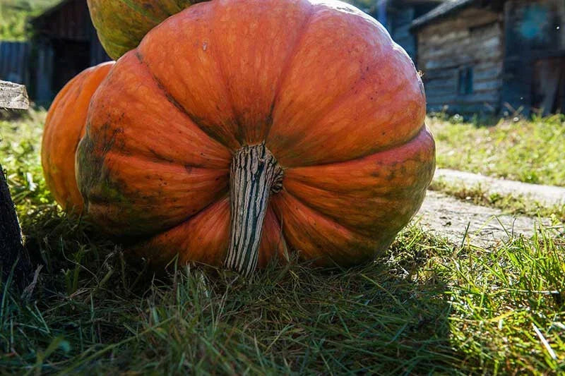 Big Moon Pumpkin Seeds - Heirloom Cucurbita pepo for Garden Planting, 25+ Seeds, Full Sun, Non-GMO, USA