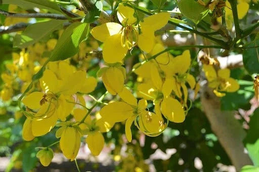 Golden Rain Tree Seeds - 20 Count Koelreuteria paniculata Yellow Flowering Ornamental Tree Seeds