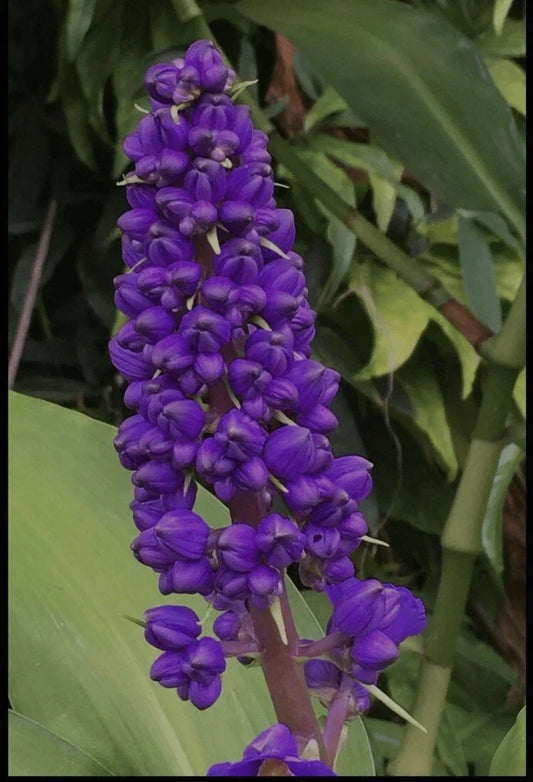 Hawaiian Blue Ginger Plant Roots - Dichorisandra thyrsiflora, Polu Variety, Tropical Garden or Indoor Plant, Blue Flowers, 1 Pack