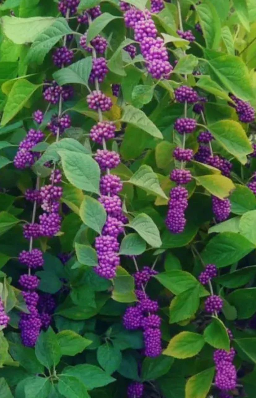 American Beauty Berry Bush Cuttings – 5+ Live Fresh Propagation Clippings – Callicarpa americana – Vibrant Purple Berries, Easy to Root