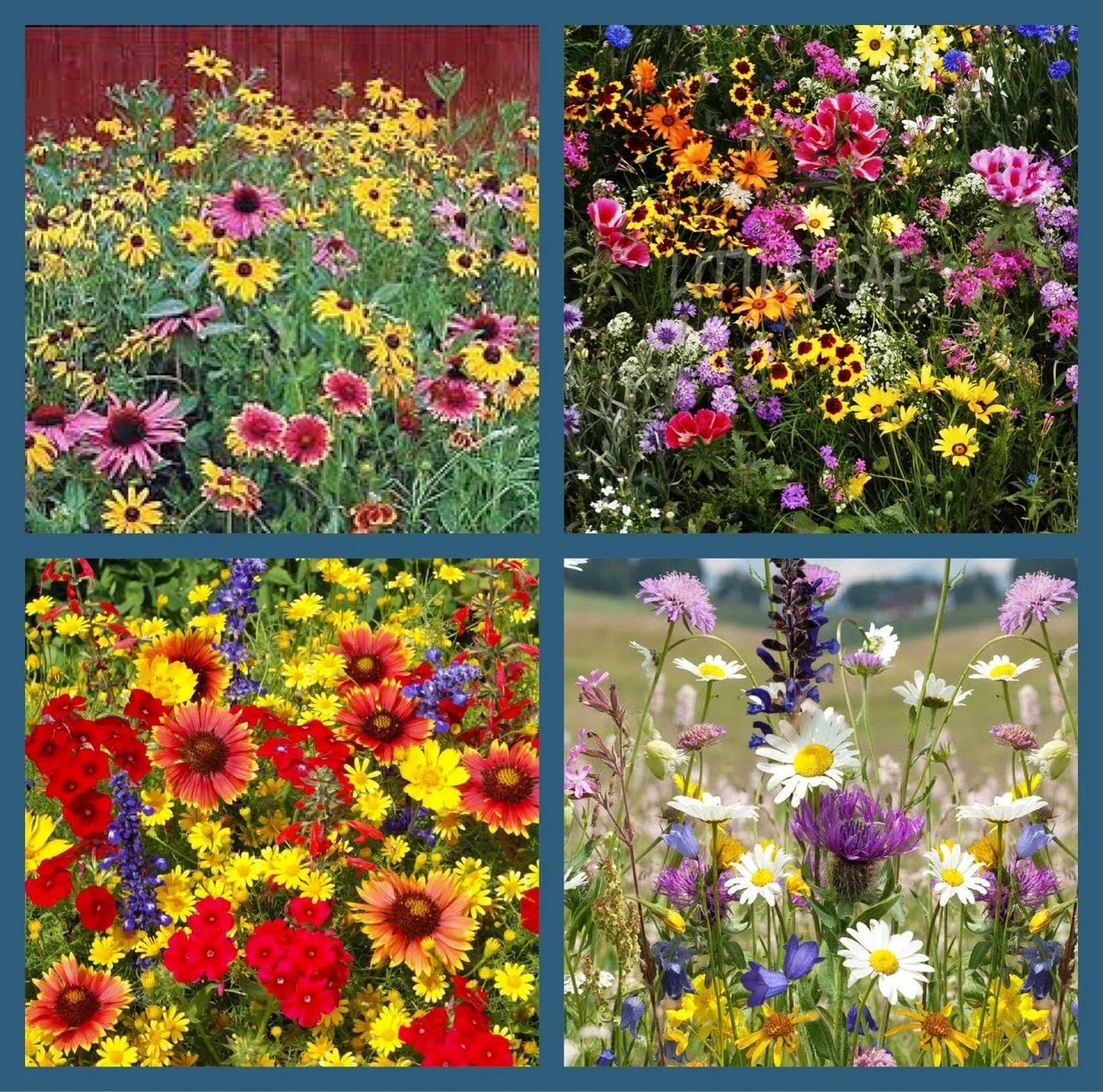 Wildflower Mix Seeds 500+ Heirloom Non-GMO for Pollinators, Hummingbirds, Annuals & Perennials