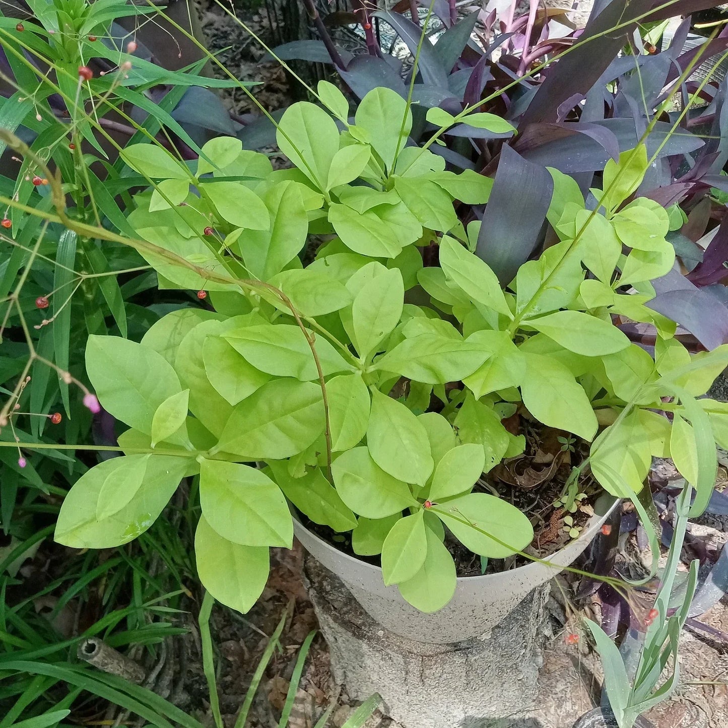 Talinum Paniculatum Jewels of Opar Perennial Ground Cover - 3 Live Well-Rooted Plants for Gardens & Containers