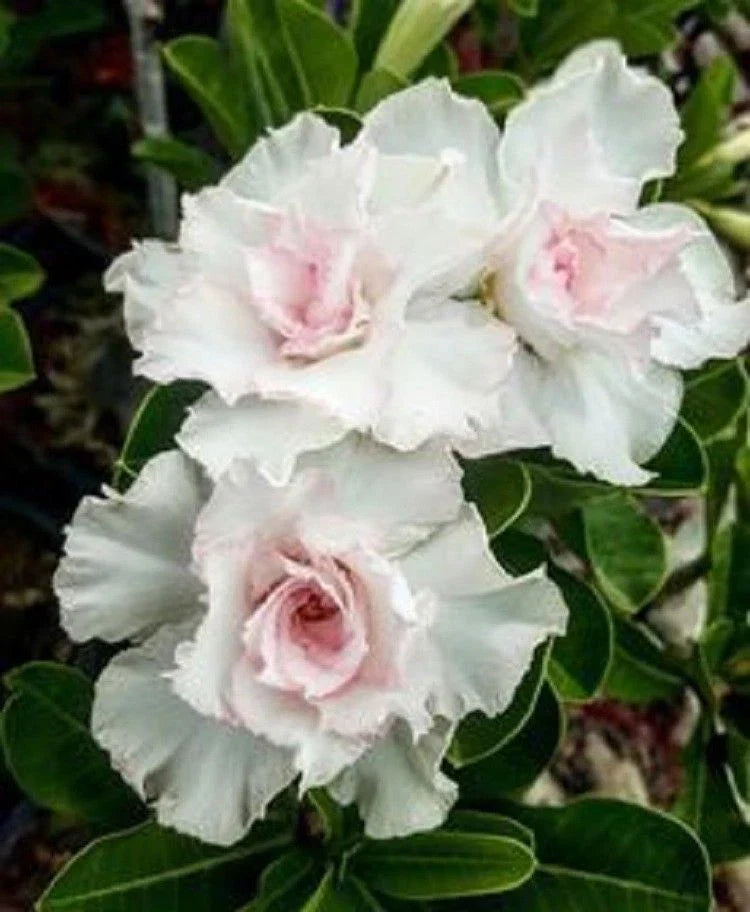 Double White Desert Rose Seeds - Adenium obesum Perennial Flower Seeds for Indoor & Outdoor Gardens, Drought-Resistant, US Seller