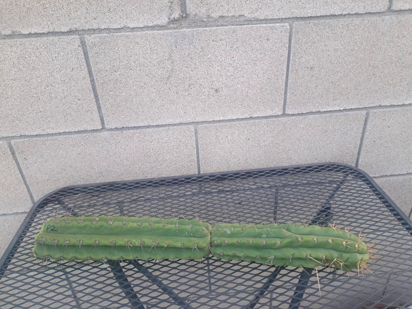 Cereus Peru Cactus Cutting - Succulent Plant - Exotic Indoor Decor - Cereus peruvianus - 21 Inch Tall
