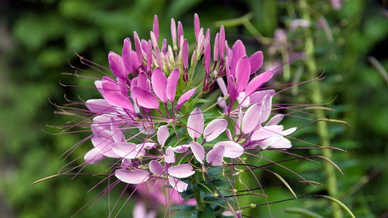 Spinosa Spider Seeds - 100 Pack, Clome Spinosa Perennial, Butterfly & Bee Attractant, Pollinator Garden Seeds, US Seller
