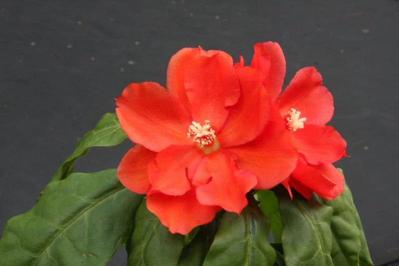 Rare Pereskia Bleo Cacti Plant in 4" Pot | Unique Indoor Succulent | Spiny Abrojo Rodocactus | Low Maintenance Cactaceae