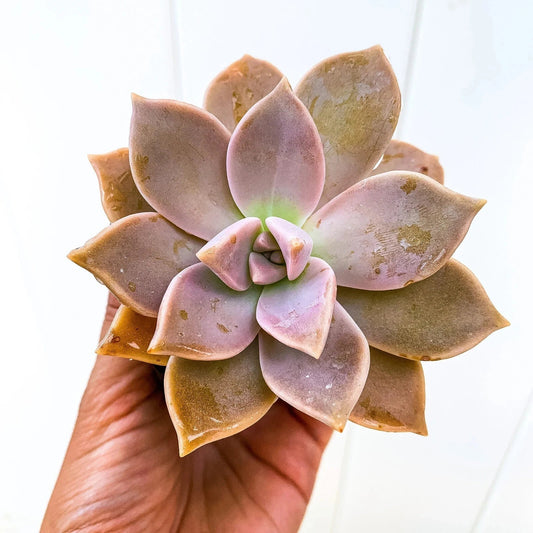 Live Succulent Plant - Ghost Plant Graptopetalum paraguayense, Mother of Pearls, Indoor/Outdoor, Easy Care, Drought Tolerant