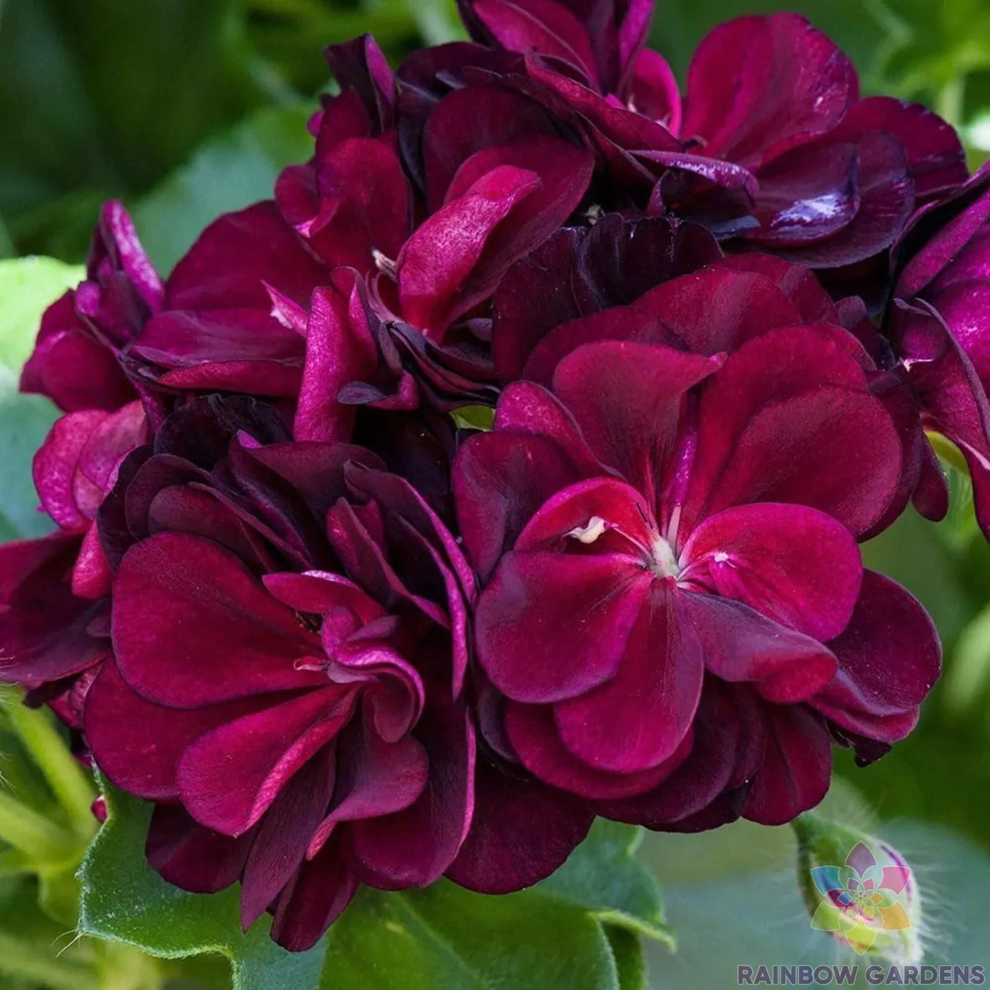 Dark Burgundy Ivy Leaf Geranium Seeds Pelargonium peltatum Perennial for Garden, Containers & Hanging Baskets