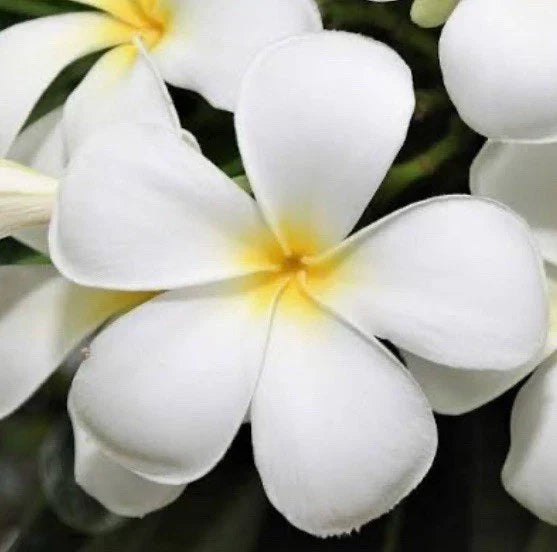 Plumeria Live Cuttings 6” White Flower Fragrant Plant Shrub - Plumeria spp. - Ideal for Weddings & Gardens