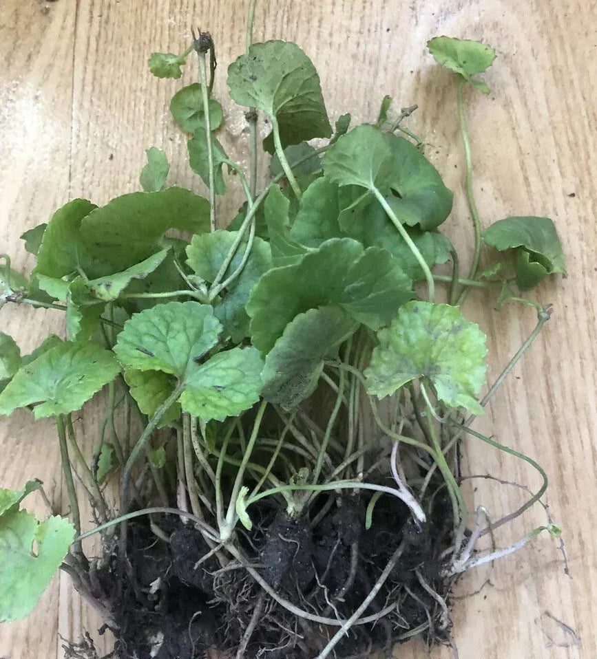 Pennywort Gotu Kola Live Plant Bare Root 10 Pieces Centella Asiatica Herbal Ground Cover for Culinary & Garden