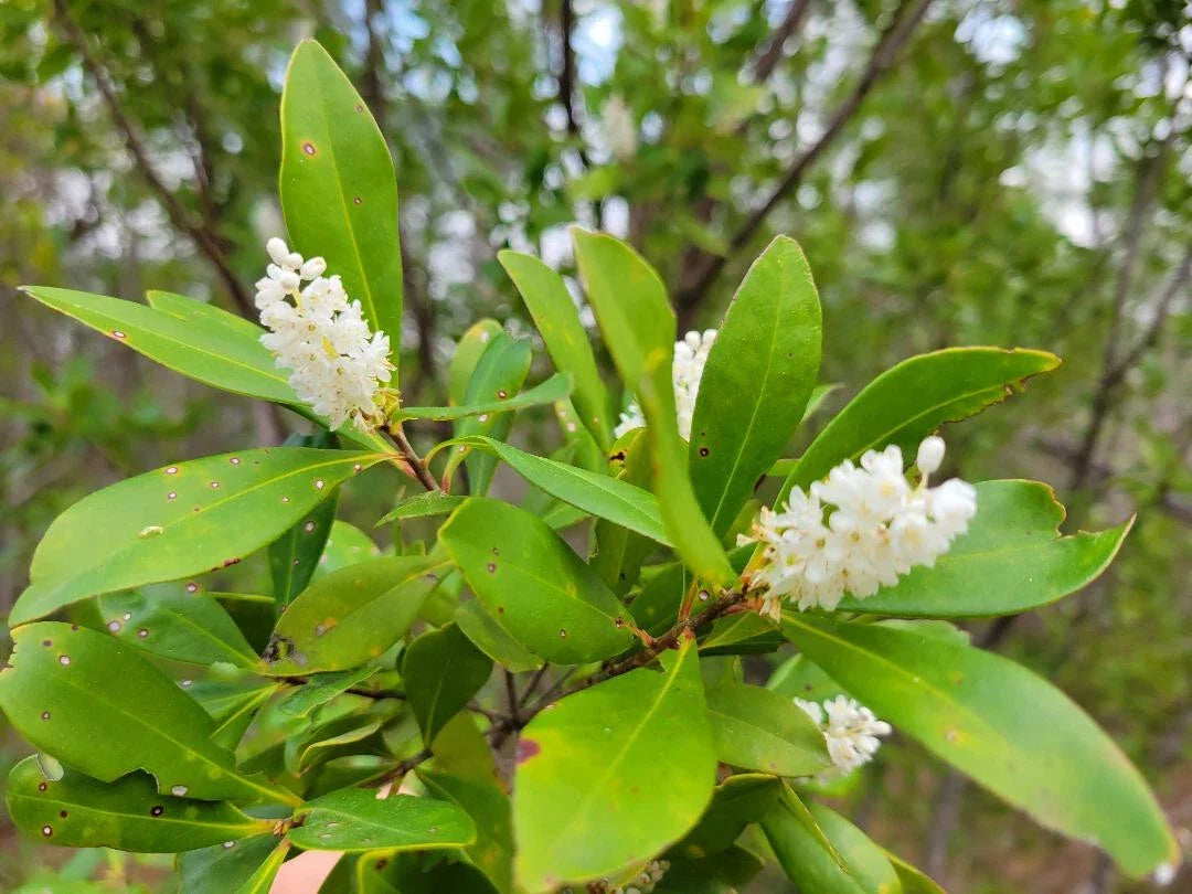 Buckwheat Titi Seeds | 25 Count | Native Florida Tree Cliftonia Monophylla | Fragrant White Flowers, Attracts Pollinators