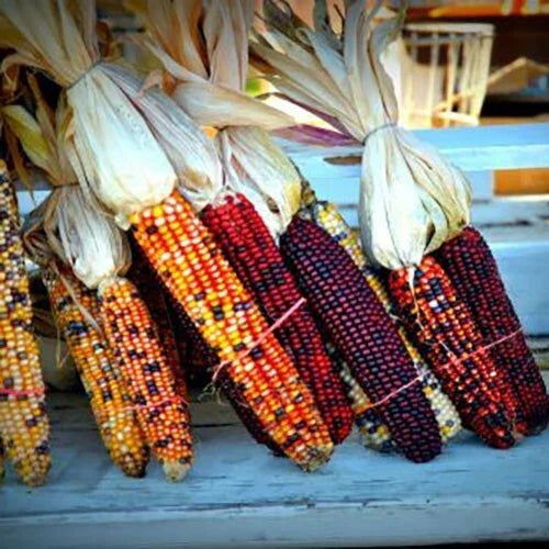Heirloom Indian Corn Seeds - 1000+ NON-GMO Zea mays Everta for Ornamental & Culinary Use