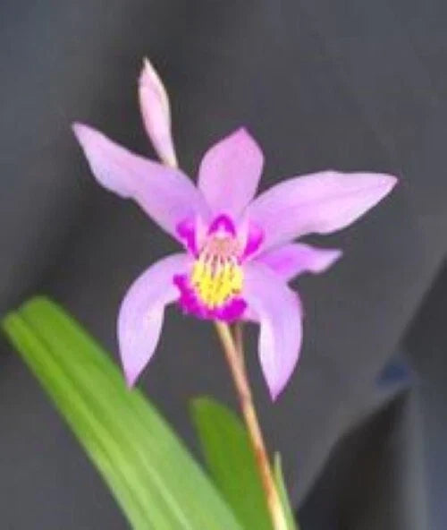 Bletilla Orchid Plant 3-Inch Pot, Cold Hardy Bletilla Yokohama 'Kate', Rooted Orchid for Outdoor Gardens