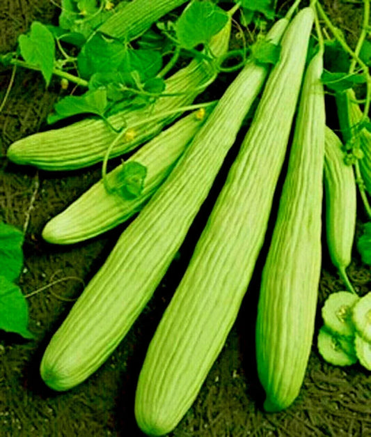 Organic Armenian Cucumber Seeds - The Duke Variety for Tzatziki Sauce, 30+ Seeds, Cucumis melo var. flexuosus, Vining, Long, Crisp