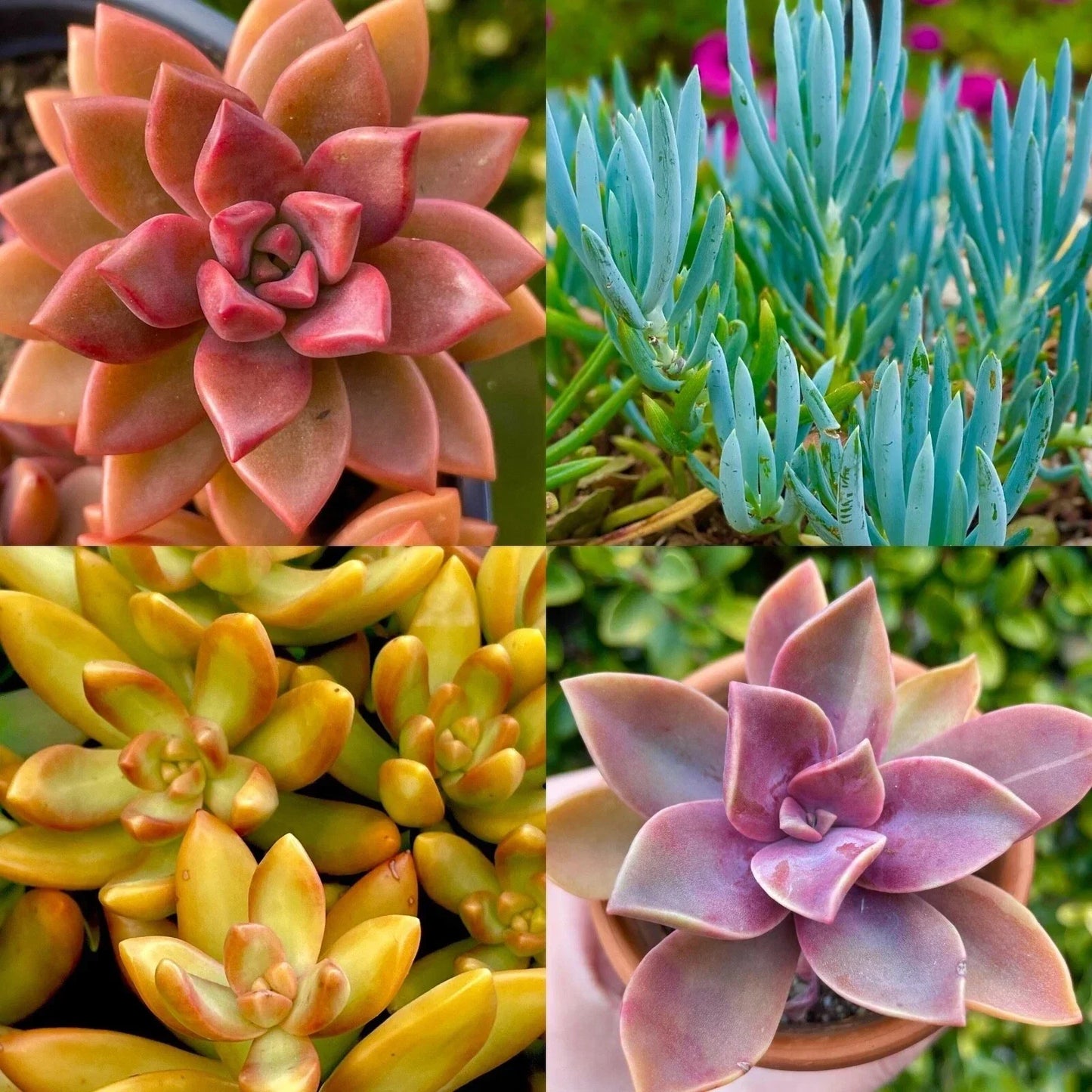Rainbow Succulent Bundle – 4 Colorful Live Succulents/Cuttings – Unique Varied Selection of Indoor and Outdoor Plants