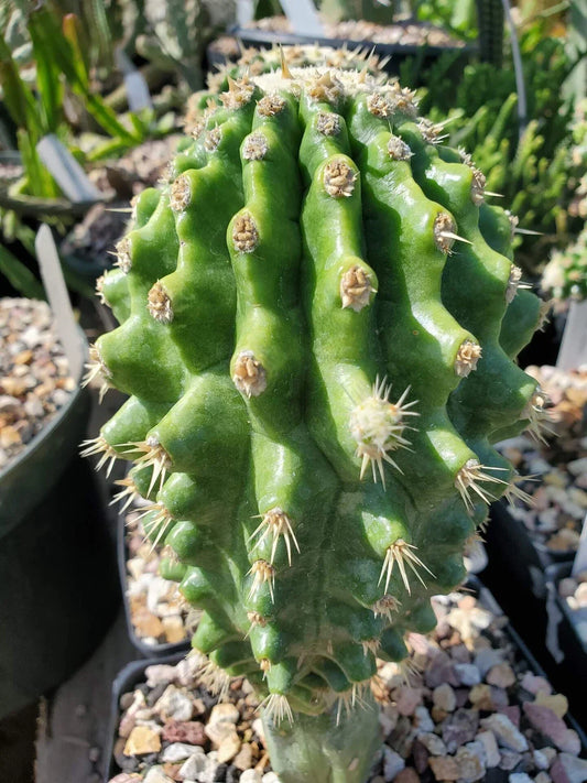 Grafted Cactus Kroenleinia grusonii 'Knobby' Succulent Indoor Plant - Unique Rounded Desert Decor