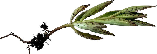 Kalanchoe Plant Cutting 2" Rooted Succulent Kalanchoe spp. Indoor Outdoor Easy Care