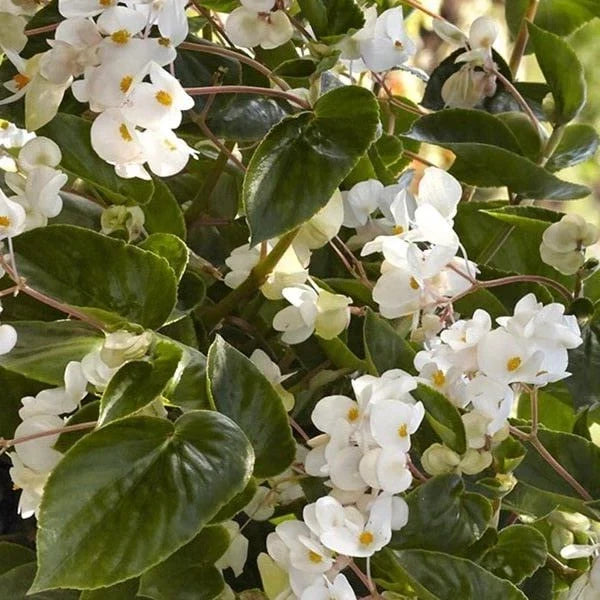 Begonia Seeds - 5 Pelleted - Dragon Wing White - Begonia x tuberhybrida - Indoor & Garden Plant for Bright White Blooms