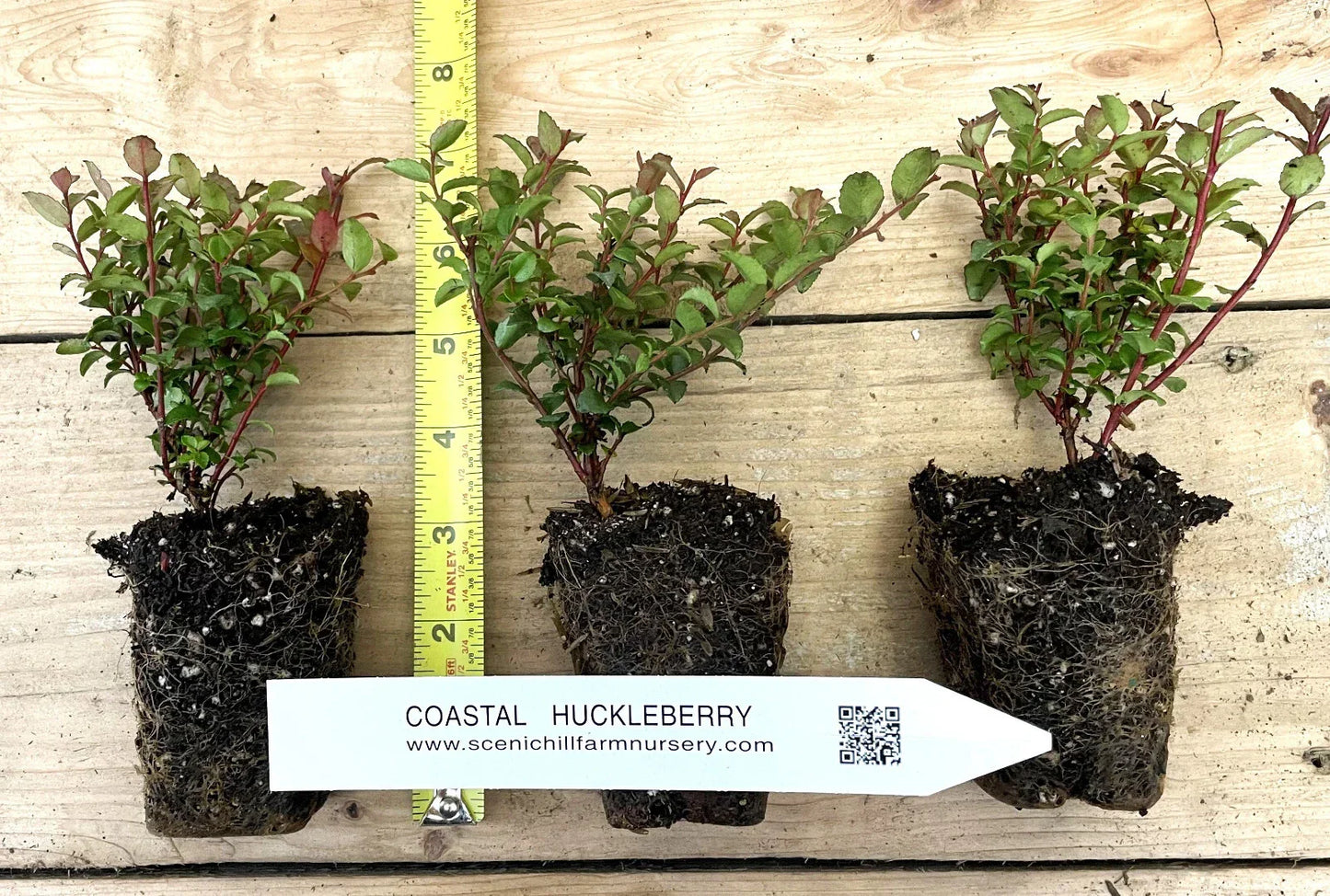 Evergreen Huckleberry Plant – 1-Year-Old Vaccinium ovatum – Edible Berries & Dark Green Foliage – Compact Shrub for Gardens & Arrangements