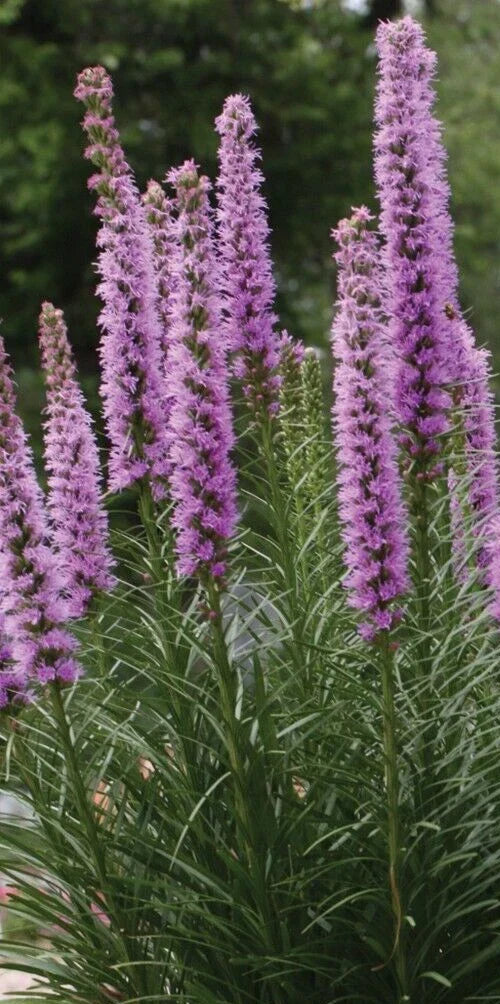 Liatrus Spicata Seeds, Blazing Star Perennial, 50 Pack, Purple Flower Garden Seeds, Native Wildflower Seeds for Borders and Pollinators