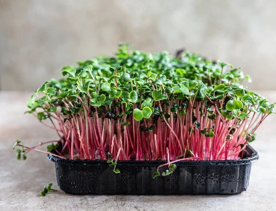 Red Arrow Radish Seeds Bulk 2500 Count for Microgreens, Garden, Sprouting | Raphanus sativus
