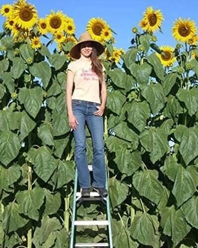 Skyscraper Sunflower Seeds - Non-GMO Helianthus annuus, Tall Garden Flower Seeds for Pollinator Attraction, 30 Pack