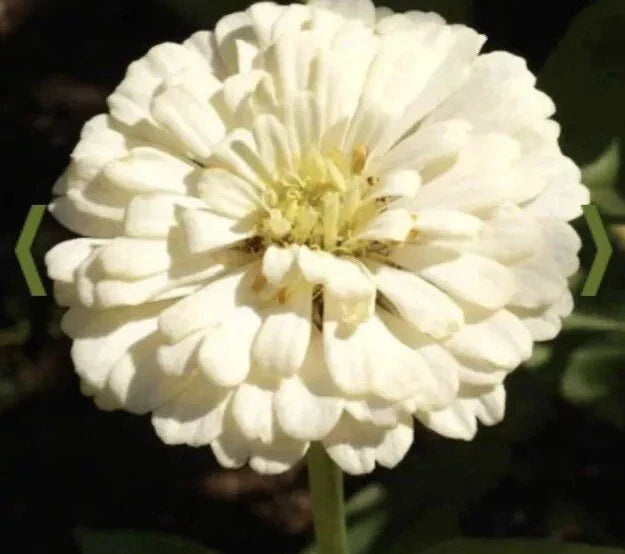 White Zinnia Seeds - Polar Bear Variety - 500+ Seeds for Bright White Blooms - Zinnia elegans - Easy to Grow Flower Seeds