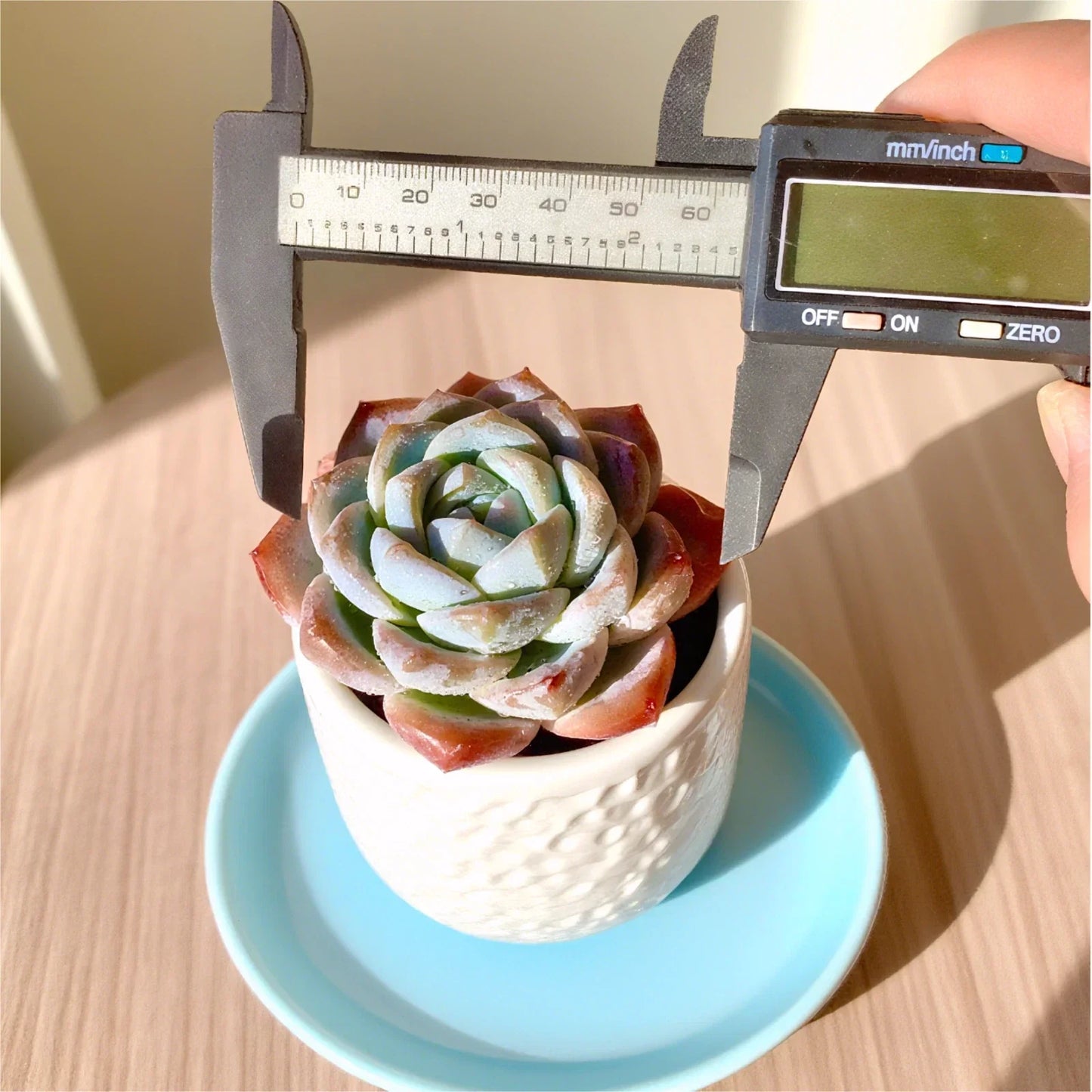 Rare Succulent Bare Root 2.2" Indoor Plant Easy Care Home Decor Unique Gift