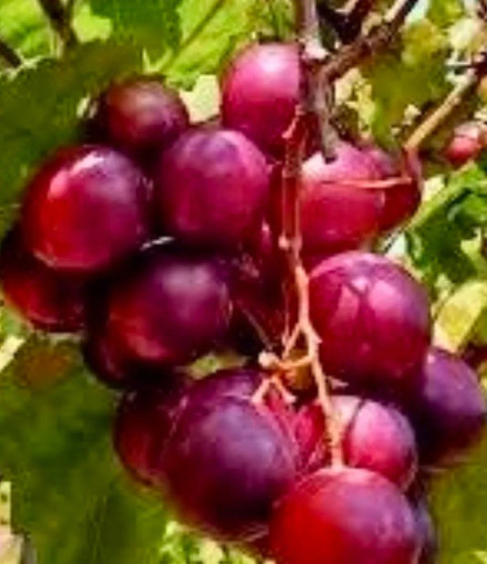 Muscadine Red Ruby Croc Cuttings - 20 Fresh Green Vitis rotundifolia Grapevine Climbing Vines for Garden and Vineyard
