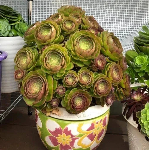 Aeonium Halloween Cuttings - Olive Green with Mahogany Variegation - Madeira Rose Succulent - Aeonium arboreum