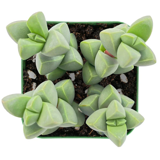 Live Succulent Plant Set – Corpuscularia Lehmannii & Ice Astridia Velutina Brocade – Unique Indoor Decor Varieties