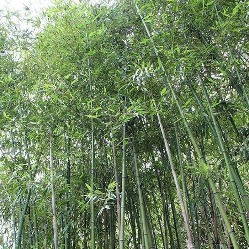 Giant Japanese Timber Bamboo Seeds – Phyllostachys bambusoides Clumping, Privacy Screen, Garden Planting, 50 Seeds