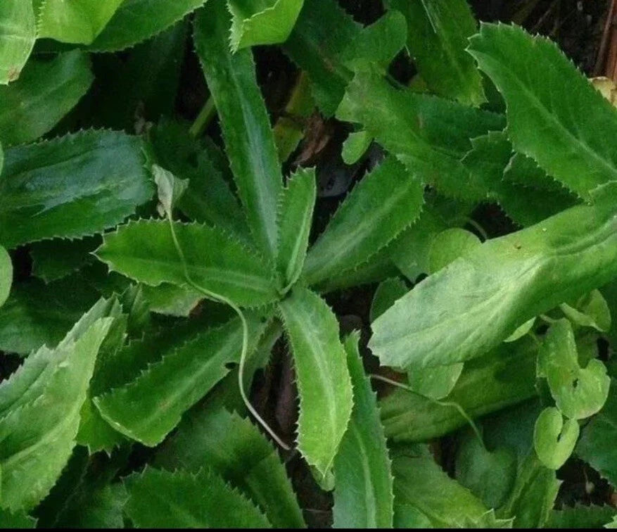 Culantro Seeds 200+ Eryngium foetidum Mexican Coriander Vietnamese Ngo Gai Herb for Culinary Use