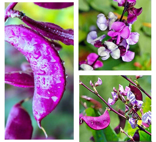Hyacinth Bean Seeds - 10+ Heirloom Purple Moon Non-GMO Lablab purpureus Vining Plant for Garden, Trellis, Foliage & Pollinators