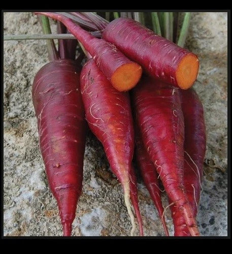 Purple Dragon Carrot Seeds - Heirloom, Vibrant Purple, Daucus carota, 100-1,000 Seeds for Garden, Fresh Eating & Juicing