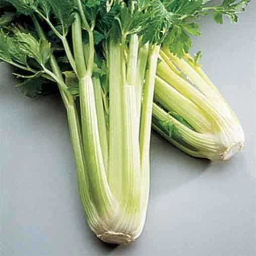 Golden Self Blanching Celery Seeds | Heirloom Non-GMO Apium graveolens Seed Packet for Home Gardening