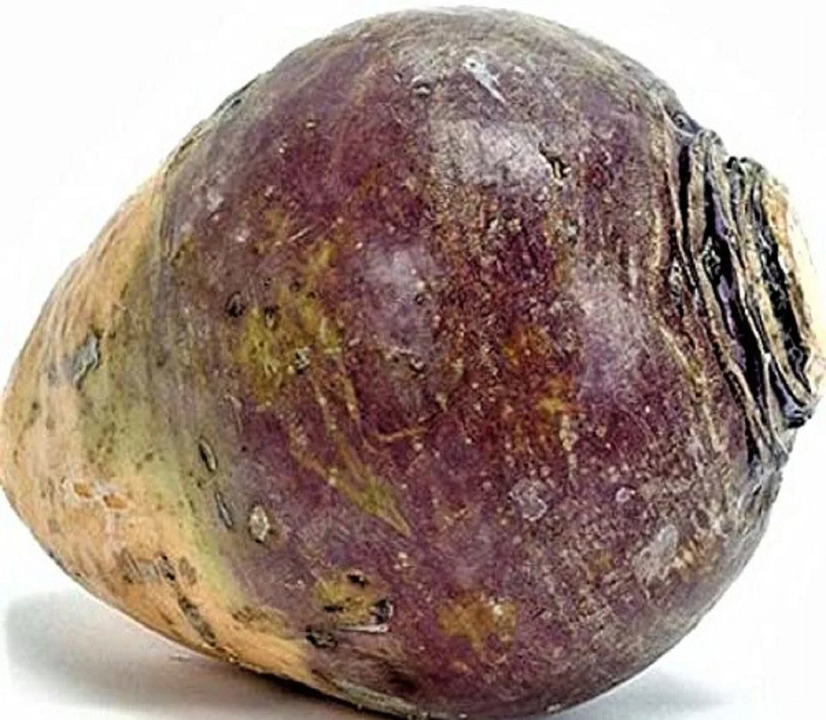 Rutabaga Seeds 500+ Count Non-GMO American Purple Top Brassica napus for Home Gardening and Fall Harvesting